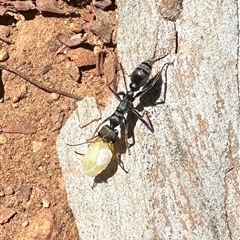 Myrmecia sp., pilosula-group at Hackett, ACT - 30 Dec 2024