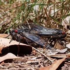 Psaltoda moerens (Redeye cicada) at Surfside, NSW - 23 Dec 2024 by RomanSoroka