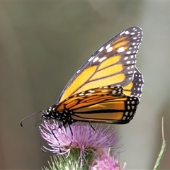 Danaus plexippus (Monarch) at Surfside, NSW - 24 Dec 2024 by RomanSoroka