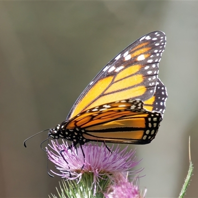 Danaus plexippus (Monarch) at Surfside, NSW - 23 Dec 2024 by RomanSoroka