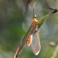 Nymphes myrmeleonoides (Blue eyes lacewing) at Surfside, NSW - 24 Dec 2024 by RomanSoroka