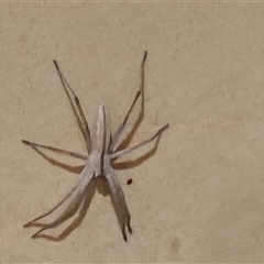 Miturgidae (family) (False wolf spider) at Jeeralang Junction, VIC - 1 Jan 2025 by LizHudsonCooper