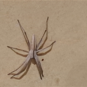 Miturgidae (family) (False wolf spider) at Jeeralang Junction, VIC by LizHudsonCooper