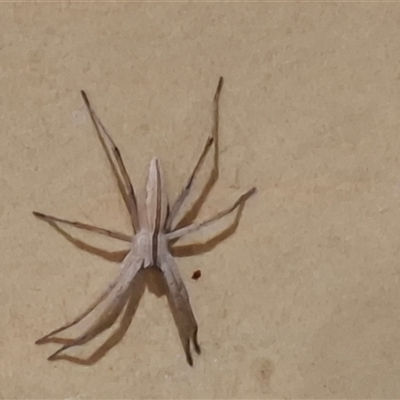 Miturgidae (family) (False wolf spider) at Jeeralang Junction, VIC - 1 Jan 2025 by LizHudsonCooper