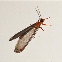 Nymphes myrmeleonoides (Blue eyes lacewing) at Wanniassa, ACT - 1 Jan 2025 by JohnBundock