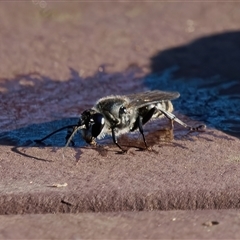 Unverified Wasp (Hymenoptera, Apocrita) at Surfside, NSW - 25 Dec 2024 by RomanSoroka
