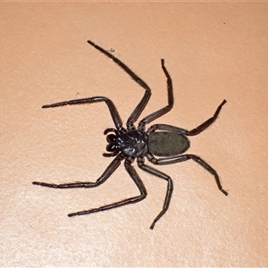 Gnaphosidae or Trochanteriidae (families) (Flat spider) at Surfside, NSW by RomanSoroka