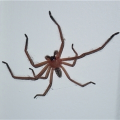 Delena cancerides (Social huntsman spider) at Surfside, NSW - 28 Dec 2024 by RomanSoroka