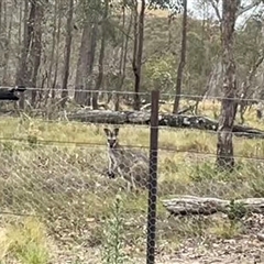 Notamacropus rufogriseus (Red-necked Wallaby) at Bonner, ACT - 2 Jan 2025 by Clarel