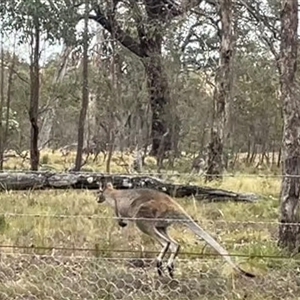 Notamacropus rufogriseus at Bonner, ACT - 2 Jan 2025 09:56 AM