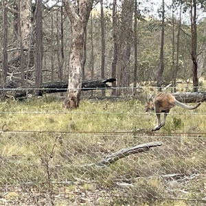 Notamacropus rufogriseus at Bonner, ACT - 2 Jan 2025