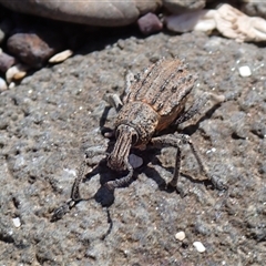 Leptopius sp. (genus) (A weevil) at Broulee, NSW - 28 Dec 2024 by RomanSoroka