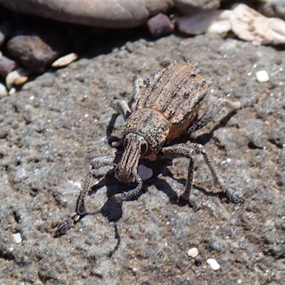 Leptopius sp. (genus) (A weevil) at Broulee, NSW - 28 Dec 2024 by RomanSoroka