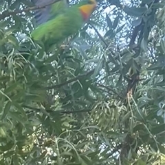 Polytelis swainsonii (Superb Parrot) at Ainslie, ACT - 1 Jan 2025 by Clarel