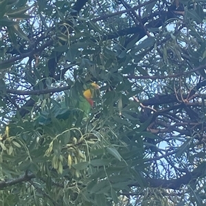 Polytelis swainsonii at Ainslie, ACT - suppressed