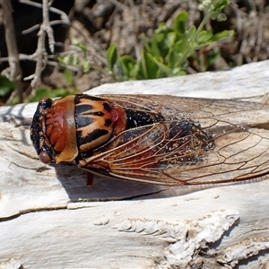 Thopha saccata at Long Beach, NSW - 29 Dec 2024