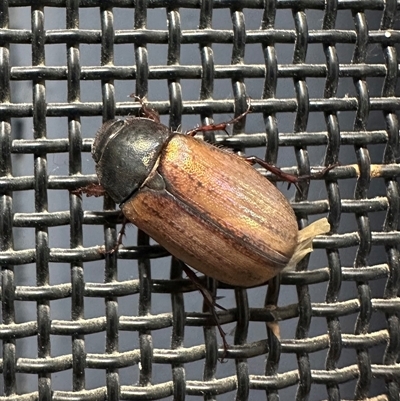 Sericesthis geminata (Pruinose scarab) at Ainslie, ACT - 31 Dec 2024 by Pirom