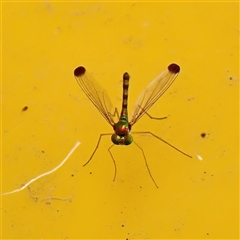 Amblypsilopus zonatus (Long-legged Fly) at Surfside, NSW - 29 Dec 2024 by RomanSoroka