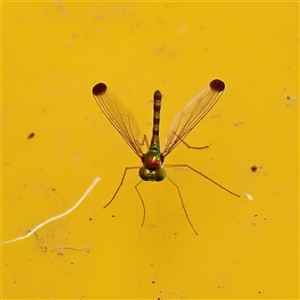 Amblypsilopus zonatus (Long-legged Fly) at Surfside, NSW by RomanSoroka