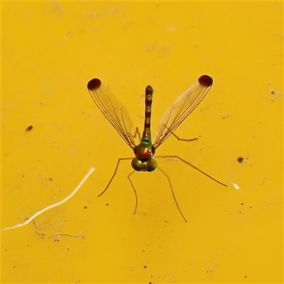 Amblypsilopus zonatus (Long-legged Fly) at Surfside, NSW - 29 Dec 2024 by RomanSoroka