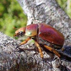 Anoplognathus sp. (genus) (Unidentified Christmas beetle) at Long Beach, NSW - 29 Dec 2024 by RomanSoroka