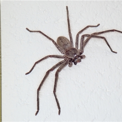 Isopeda or Isopedella sp. (genus) (Huntsman) at Surfside, NSW - 31 Dec 2024 by RomanSoroka