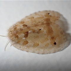 Unidentified Lacewing (Neuroptera) at Surfside, NSW - 30 Dec 2024 by RomanSoroka