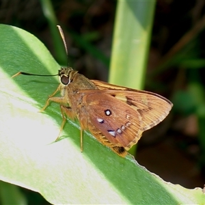 Trapezites symmomus (Splendid Ochre) at Bawley Point, NSW by RomanSoroka