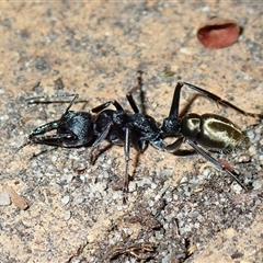 Myrmecia piliventris at Surfside, NSW - 1 Jan 2025 by RomanSoroka