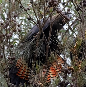 Calyptorhynchus lathami lathami (Glossy Black-Cockatoo) at Penrose, NSW by GITM1