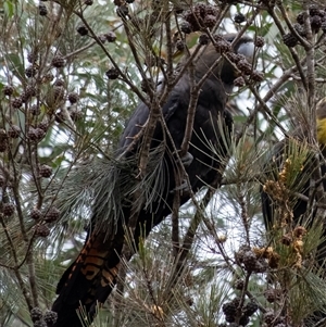 Calyptorhynchus lathami lathami at Penrose, NSW - 15 Aug 2024