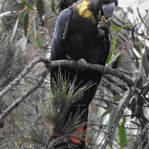 Calyptorhynchus lathami lathami at Wingello, NSW - suppressed