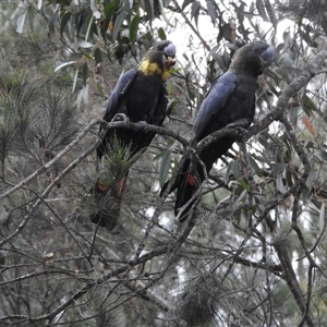 Calyptorhynchus lathami lathami at Wingello, NSW - suppressed