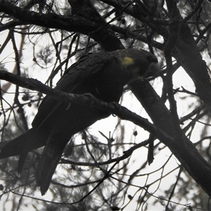 Calyptorhynchus lathami lathami at Wingello, NSW - suppressed