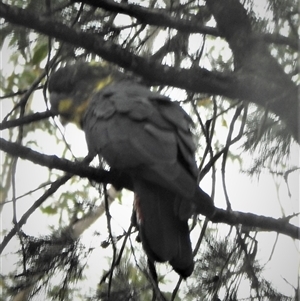 Calyptorhynchus lathami lathami at Wingello, NSW - suppressed