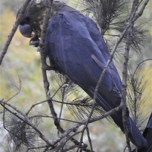 Calyptorhynchus lathami lathami at Wingello, NSW - suppressed