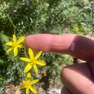 Tricoryne elatior (Yellow Rush Lily) at Wamboin, NSW by Komidar