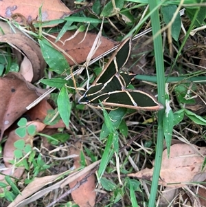 Unidentified Insect at Tullymorgan, NSW by Tullymorgan1