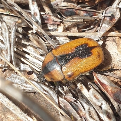 Chondropyga dorsalis (Cowboy beetle) at Uriarra Village, ACT - 27 Dec 2024 by gregbaines