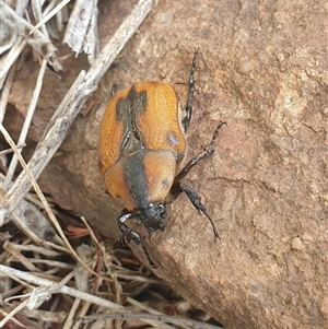 Chondropyga dorsalis at Uriarra Village, ACT - 27 Dec 2024