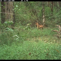 Vulpes vulpes at Tullymorgan, NSW - 1 Jan 2025 by Tullymorgan1