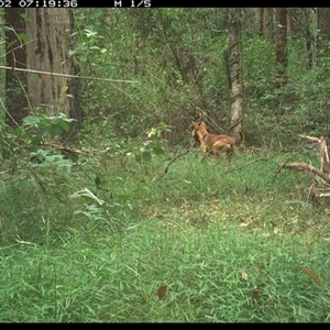 Canis lupus at Tullymorgan, NSW - 2 Jan 2025 07:19 AM