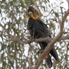 Calyptorhynchus lathami lathami (Glossy Black-Cockatoo) at Penrose, NSW - 1 Sep 2021 by GITM1