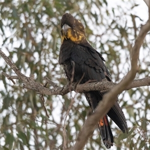 Calyptorhynchus lathami lathami at Penrose, NSW - 1 Sep 2021