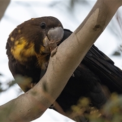 Calyptorhynchus lathami lathami at Penrose, NSW - suppressed