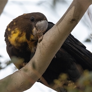 Calyptorhynchus lathami lathami at Penrose, NSW - suppressed