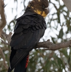 Calyptorhynchus lathami lathami at Penrose, NSW - suppressed