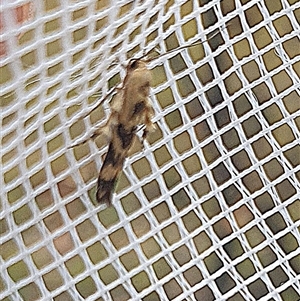 Stathmopoda melanochra at Farrer, ACT - 2 Jan 2025 10:03 AM