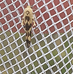 Stathmopoda melanochra at Farrer, ACT - 2 Jan 2025 10:03 AM