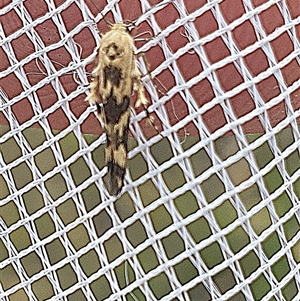 Stathmopoda melanochra at Farrer, ACT - 2 Jan 2025 10:03 AM